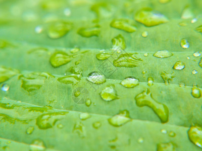 雨滴关闭叶子上的小水滴干净雨图片