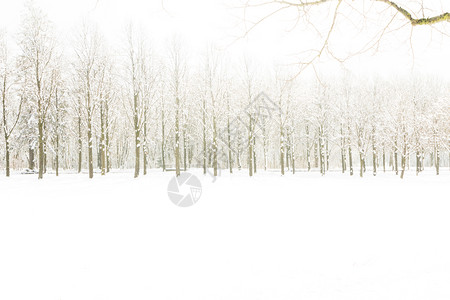锡安国家公园农村霜白雪进入森林中几棵树设计图片