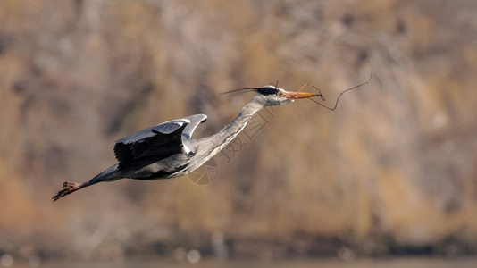 携带飞行中一只灰色的海隆背着棍子筑巢湿地灰霉病图片