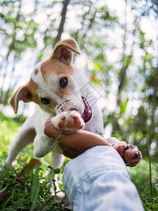 小狗用主人的手在花园地上玩小狗爪子植物犬类图片