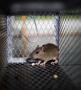 饵哺乳动物装修老鼠在金属陷阱中吃东西图片