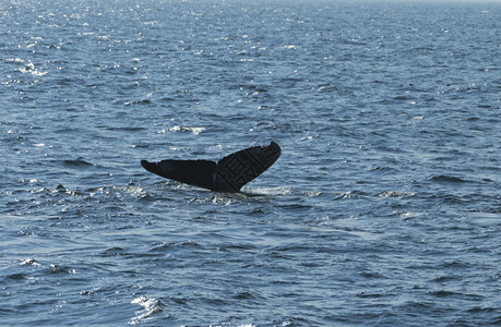 海蓝色的岸大西洋沿的鲸鱼观赏活动经验图片