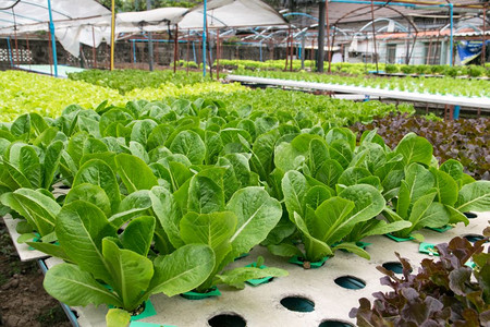 苗圃水培温室种植的氢栽培蔬菜农业图片