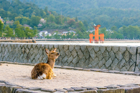 日本人旅游Miyajima广岛的鹿和红著名图片