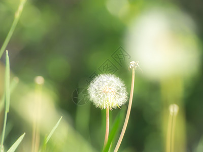 春风季节绽放蒲公英背景图片