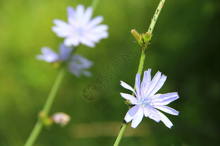 植物群开花菊苣蓝夏季特写药用花卉生长在田间道路附近杂草图片
