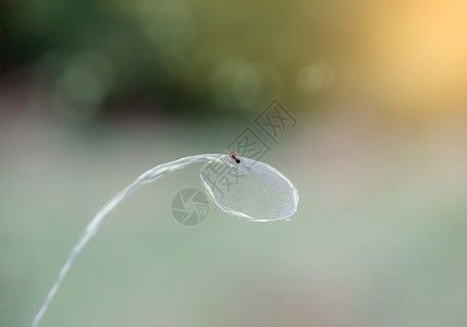 小蜘蛛在网上攀爬背景模糊田野昆虫在秋天的深度瀑布野兽植物春天夏图片