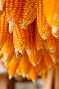秋天农场植物干玉米图片