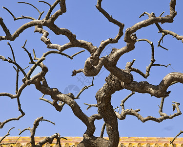 寺庙无叶毛的观赏树枝在人民宫门前的一棵装饰树文化宫akaTaimiamiao祖传宫向上倾斜到一个填满天空的模式荒芜太庙图片