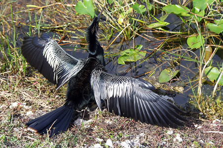 在佛罗里达被射杀的ANHINGA蛇鸟水喙图片