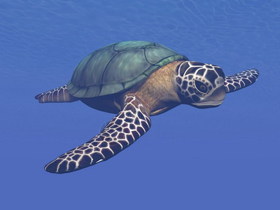 一个海龟游进深蓝水3D保护颜色美丽的图片