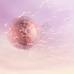 科学的交配精子Ovum人的数字说明图片