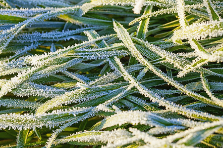 冬天白色的绿草覆盖着冰冻的橡树关闭雪图片