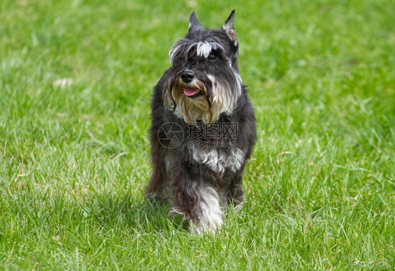 动物夏天一种狗Zwergschnautzer在绿草上图片