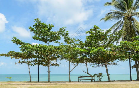 海滩上热带杏仁树的海景蓝色支撑天空图片