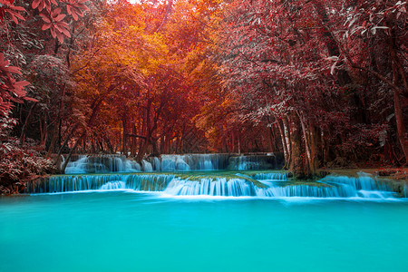 溪红尾鸲热带瀑布和蓝色环礁湖的多彩凉爽红美丽背景