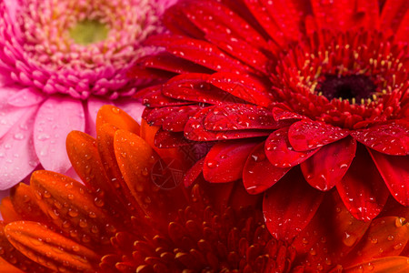 色彩鲜艳的雏菊图片