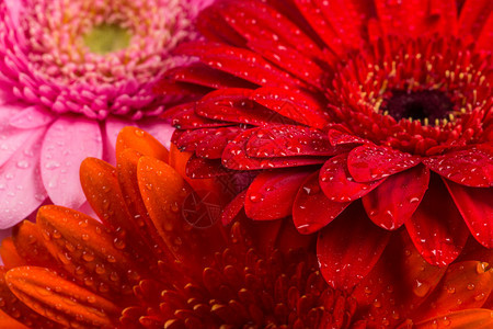 色彩鲜艳的雏菊图片