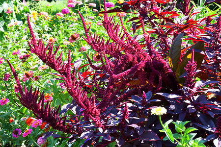 苋菜在炎热的一天夏花园里放着阿玛兰斯花朵植物明亮的图片