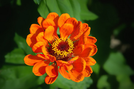 花的小插图在阳光明媚的白天在花园中紧闭的一朵辛尼亚橙色花突出的焦点模糊葡萄酒黄色图片