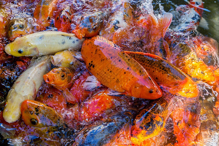 嘴彩色装饰式瓷卡在水池中自然金子图片