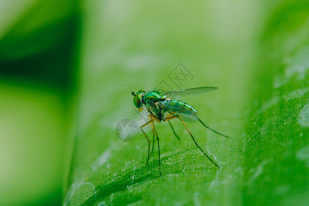 长腿昆虫美丽的树叶上多利哈波迪达是小的绿体图片