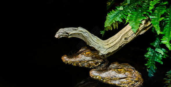 爬虫两只幼小的矮人caiman鳄鱼一起在美洲黑暗的夜间动物中水游凯门鳄美国图片