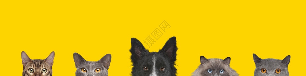 边界在黄色背景下被隔离的狗头和猫割成狗和猫割成景象在室内犬类图片