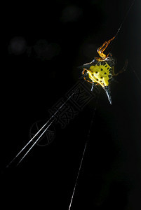 蜘蛛arachnid坐在它的巢穴黑色背景上网络春天蛛形纲动物图片