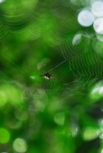 蜘蛛arachnid坐在它的巢穴黑色背景上蜘蛛网猎人春天图片