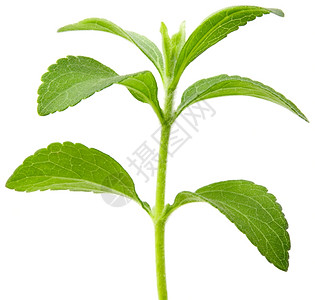 细节SteviaRebaudiana全部焦点甜叶糖替代切除新鲜的叶子图片