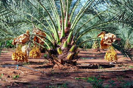 黄河滩枣束鲜熟的黄椰子枣树上的果实植物黄色背景