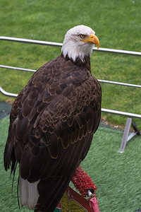 猎人足球体育场内美国秃鹰的肖像航班喙图片