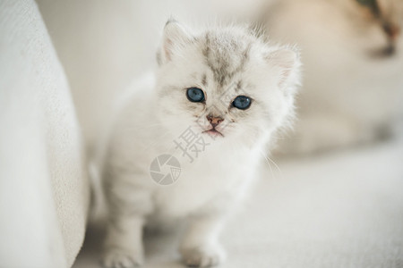 在沙发上闭蓝眼睛可爱小猫科动物波斯语肖像图片