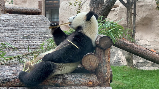 坐着竹子熊猫继续以绿草为背景熊猫则以绿草为背景图片