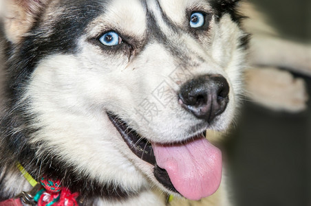 西伯利亚胡斯基狗品种该工厂是20世纪3年美国血亲之神注册为雪橇狗的特殊品种从俄罗斯远东的土著狗那里接收到这些土生狗美丽的俄语东方背景图片
