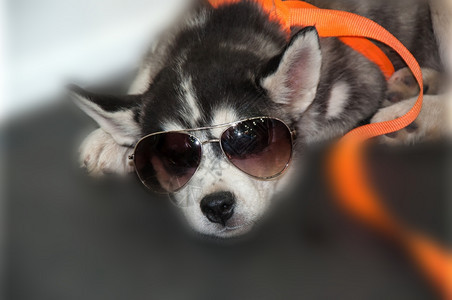 俄语挂号的小狗西伯利亚胡斯基狗品种该工厂是20世纪3年美国血亲之神注册为雪橇狗的特殊品种从俄罗斯远东的土著狗那里接收到这些土生狗背景图片