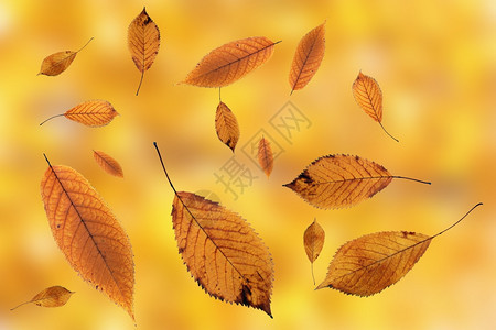 褪色植物秋天背景下落在地上的樱桃叶金金子高清图片素材