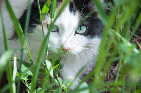 猛龙这只家猫是禽族的哺乳动物可爱毛皮图片