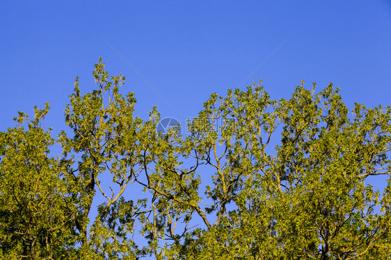 一种落叶颜色春季树种混合的森林是自然退化的真正天然背景a果林图片