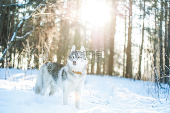 狼群情绪毛皮哈士奇狗站在雪地上冬天的心情哈士奇狗站在雪地上图片