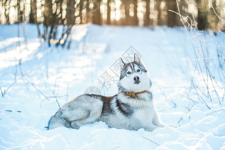 美丽的霍斯基狗躺在雪上冬天的情绪在雪上哈斯基狗躺在雪上眼睛沙哑图片
