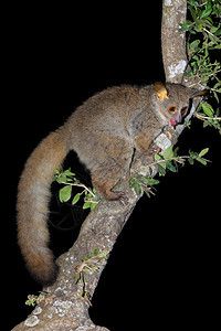 毛茸南非树上的夜间大加拉戈或丛林婴儿Otolemurcrassicaudatus警报垂直的图片