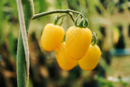 绿色栽培的生长花园中黄有机番茄图片