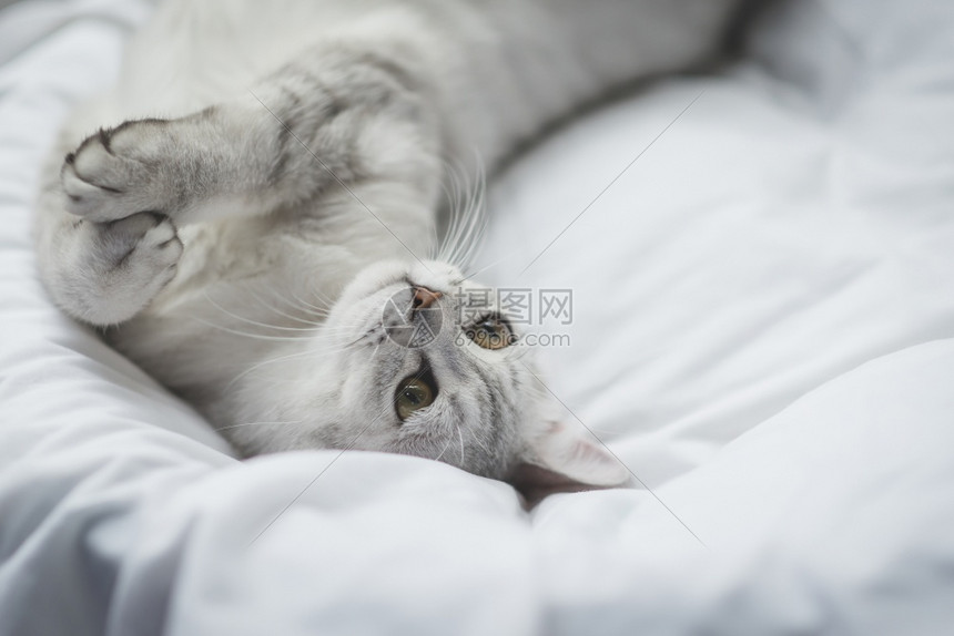 猫咪躺在床上图片