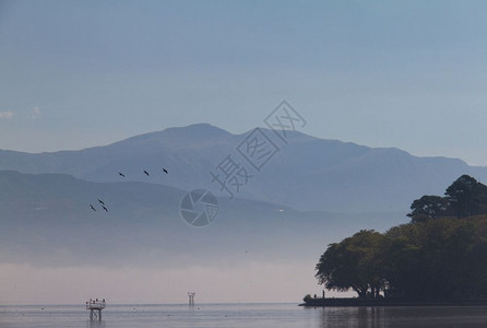 野生动物希腊爱奥安那的薄荷湖上鸟在大气中景象贾内纳伊庇鲁斯图片
