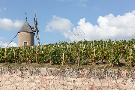 农业发泄酒精在法国博乔莱斯市Moulin一家文特公司的老风车和的葡萄园背景图片