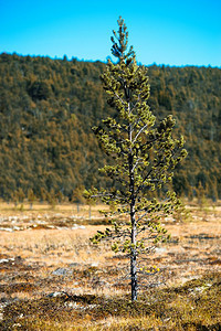 单身的自然北枞树单对象散景背枞树单对象散景背高清图片