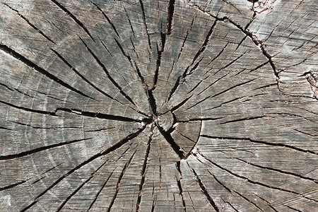 天然木背景古老的有风化树干纹质年环结硬木有条纹的复制图片