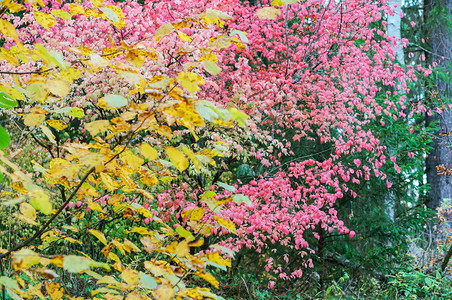 树叶颜色种子瓦特尤尼穆斯一个灌木丛粉色叶子倒在地上粉红色叶子倒在地上图片